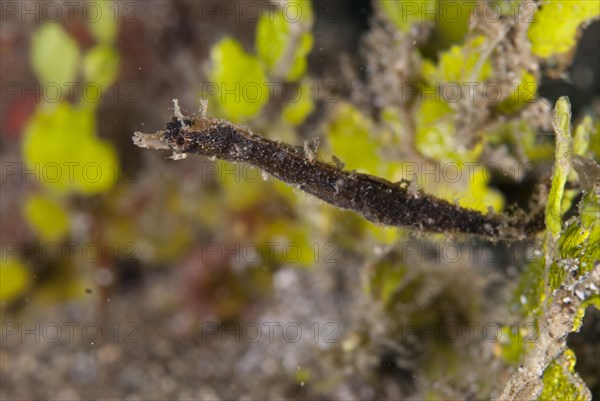 Shortpouch pygmy pipehorse