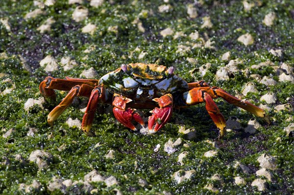 Red cliff crab