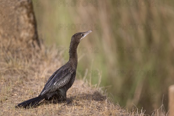 Lesser cormorant