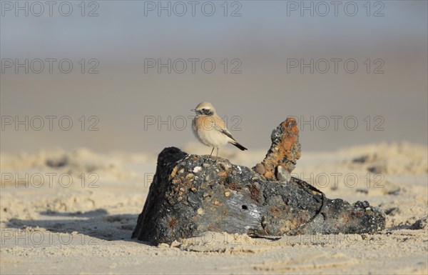 Desert Wheatear