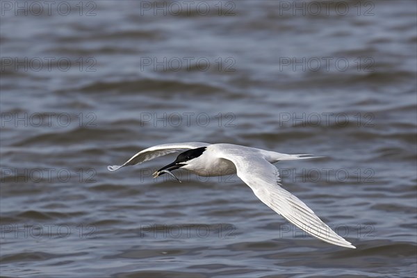 Sandwich Tern flies with Sand Eel on Scolt Head Island