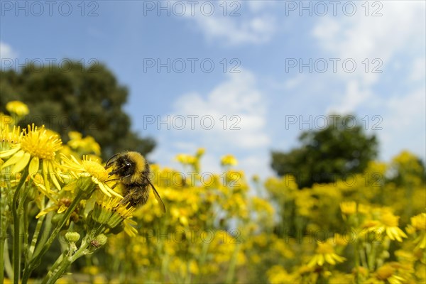 Early adult early bumblebee