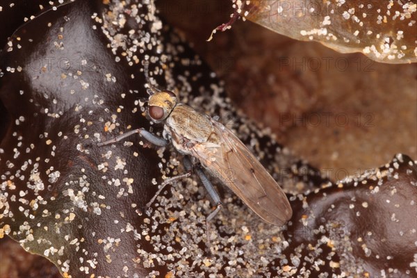 Beach fly