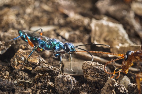 Emerald cockroach wasp