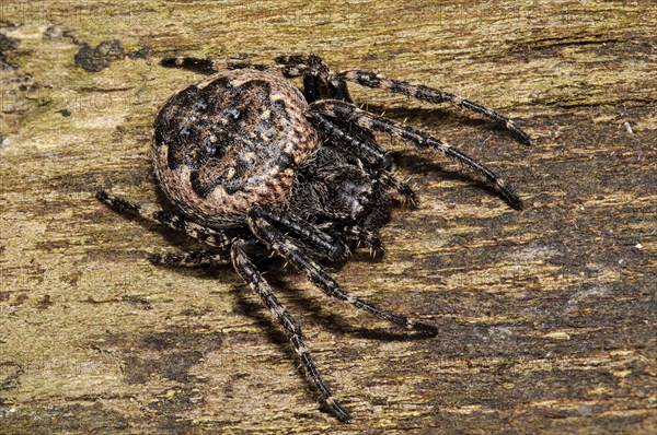 Walnut Orb-weaver Spider