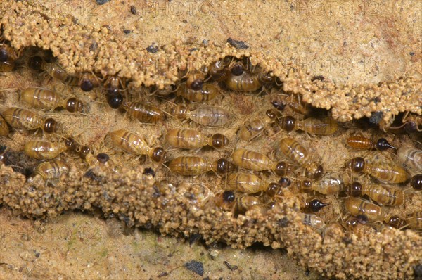 Adult long-nosed termites