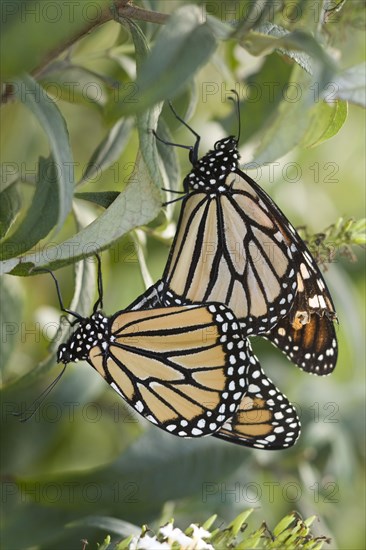 Monarch Butterfly