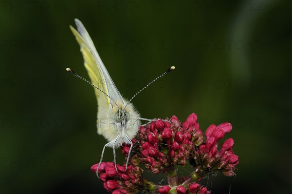 Green-veined White