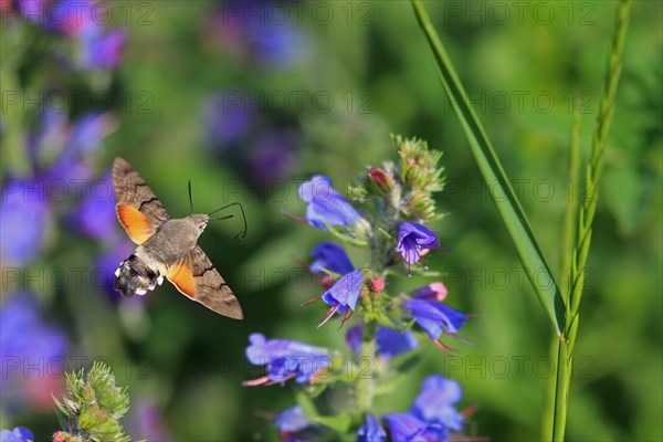 Hummingbird hawk-moth