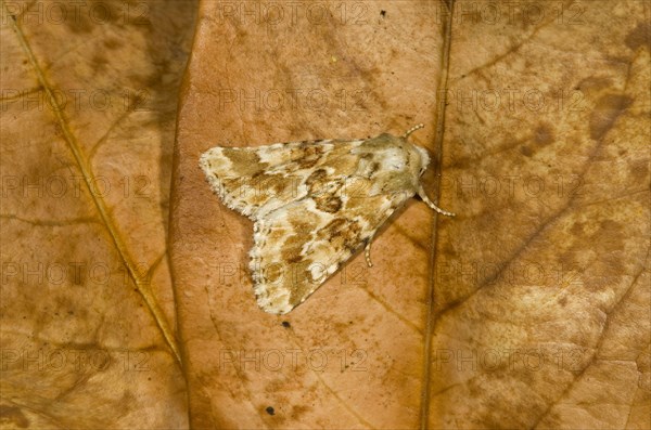 Dusky Sallow