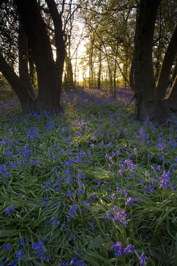 Endymion hyacinth