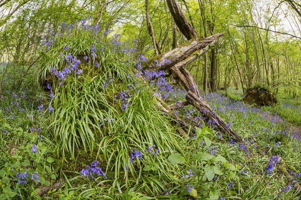 Flowering mass of common bluebell