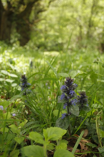 Common Bugle