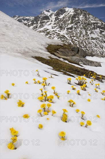 Coltsfoot