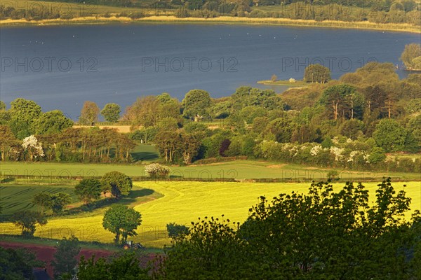 View of Oilseed Rape