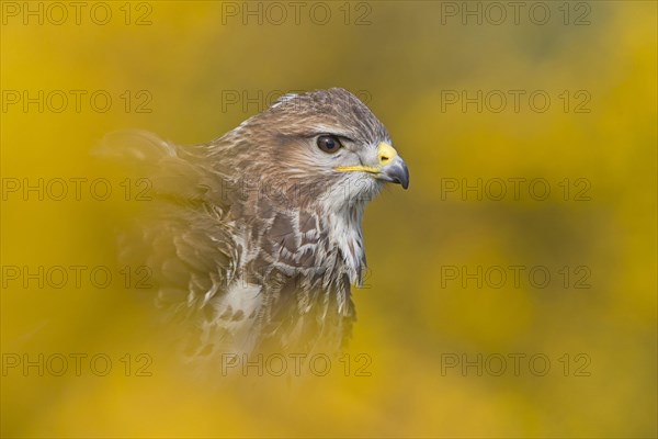 Adult steppe buzzard