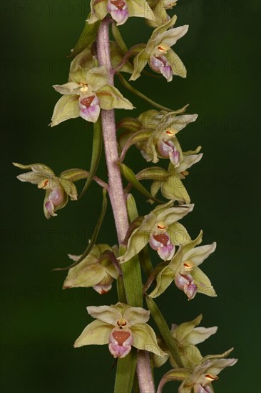 Violet Helleborine