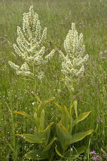 White False Helleborine