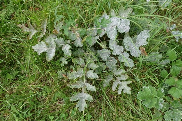 Umbellifer Powdery Mildew