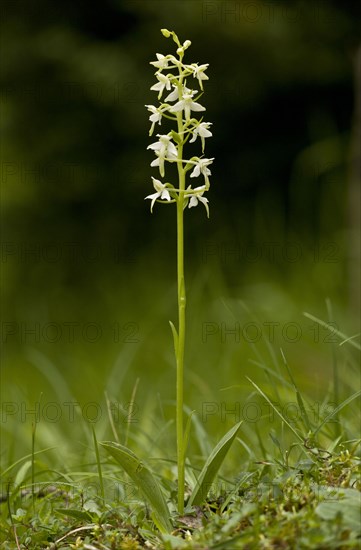 Lesser Butterfly Orchid