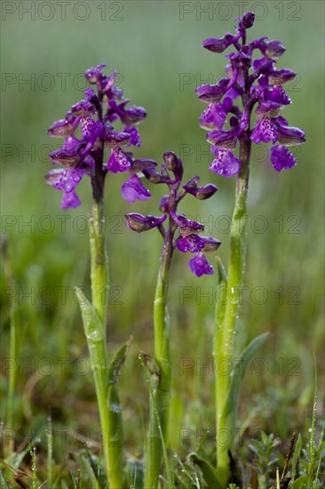 Green-winged green-winged orchid