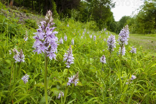 Common Spotted Orchid