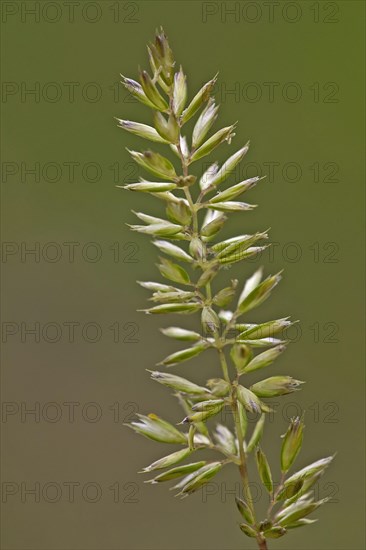 Seed head of yellow cockscomb