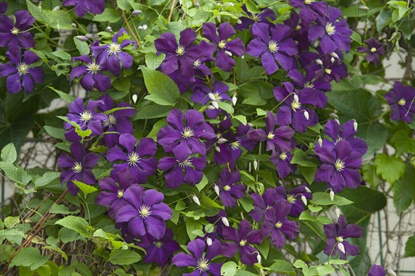 Cultivated Clematis
