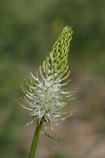 Spiked Rampion