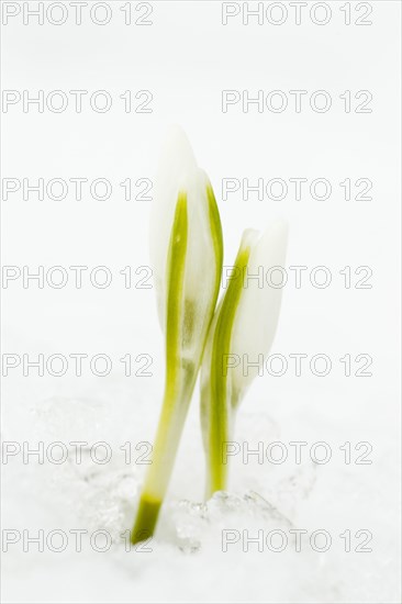 Common snowdrop