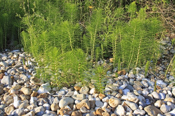 Great horsetail