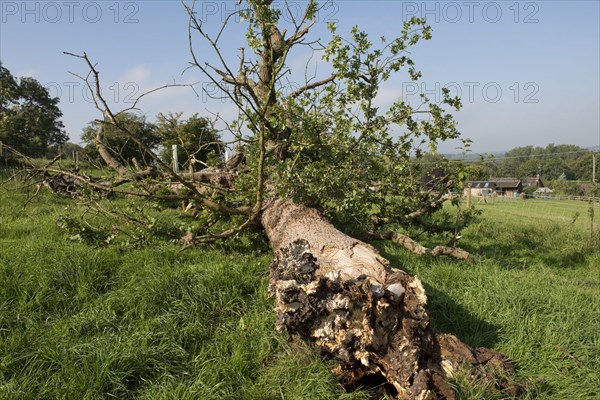 Fallen Common Oak