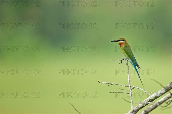 Blue-tailed Bee-eater