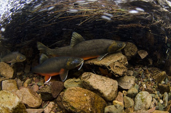 Arctic char