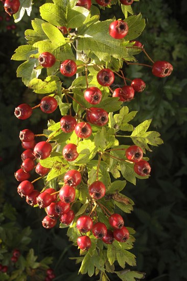 Common common hawthorn