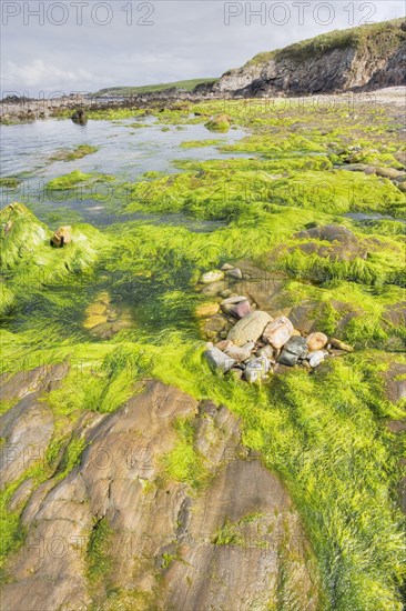 Rocky coast with seaweed at low tide