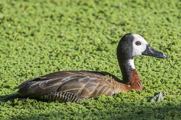 White-faced whistling duck