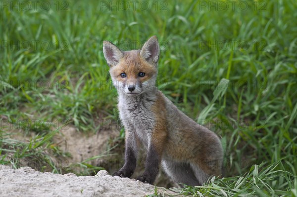 Cute red fox