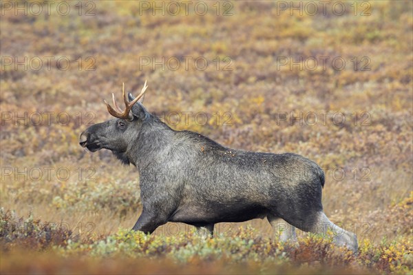 Elk