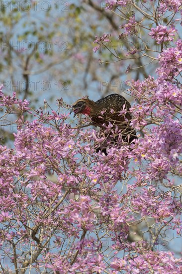 Chestnut-bellied guan