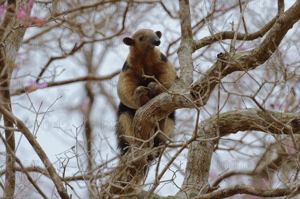 Southern tamandua