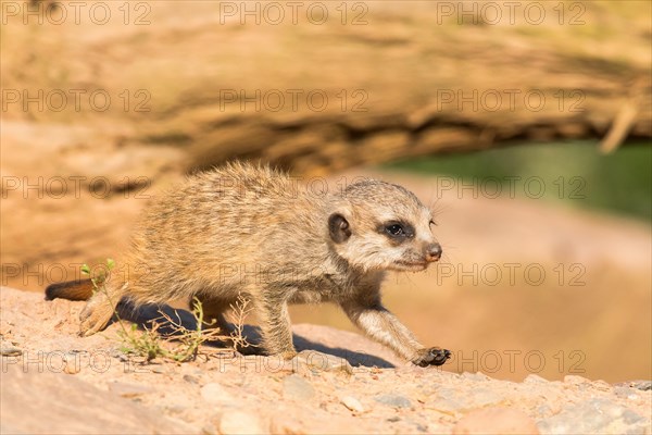 Meerkat