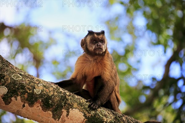 Brown Capuchin