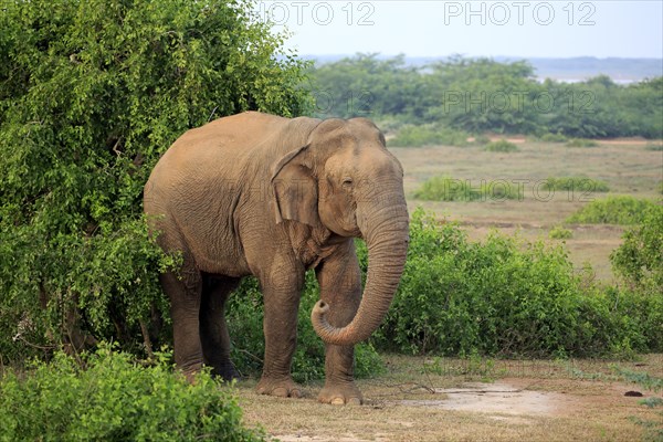 Sri lankan elephant