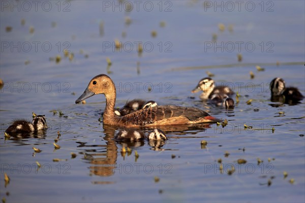 Lesser whistling duck