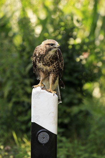 Common Buzzard