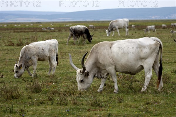 Hungarian grey cattle