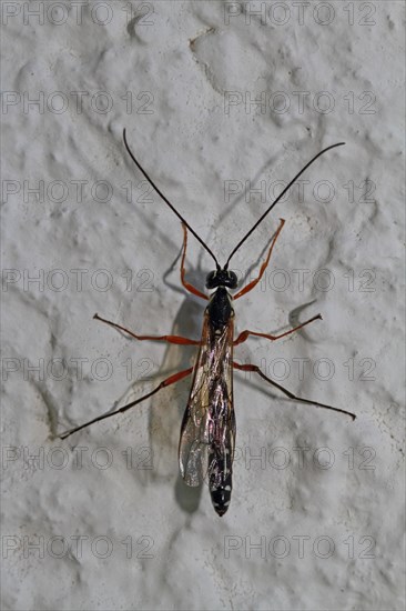 Wood wasp