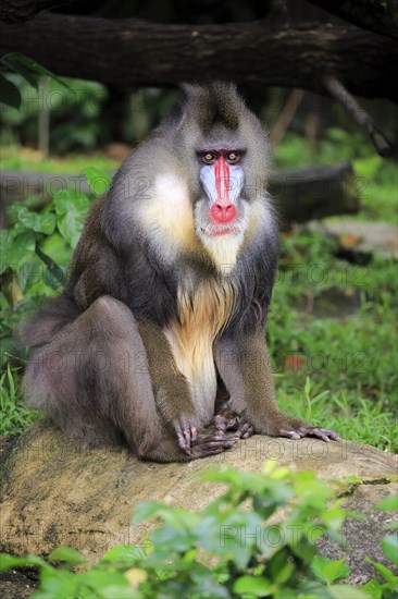 Mandrill