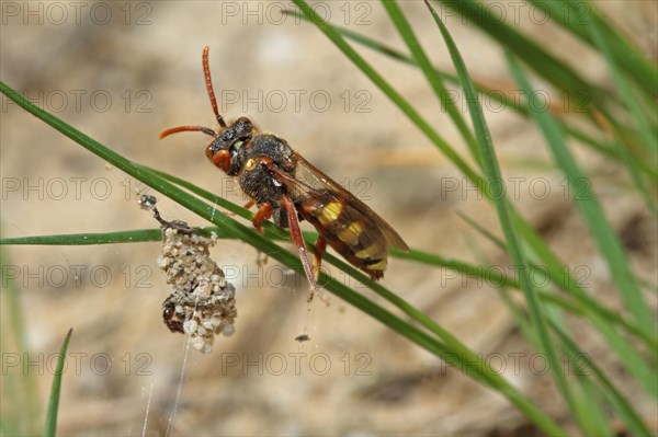 Redheaded Wasp Bee